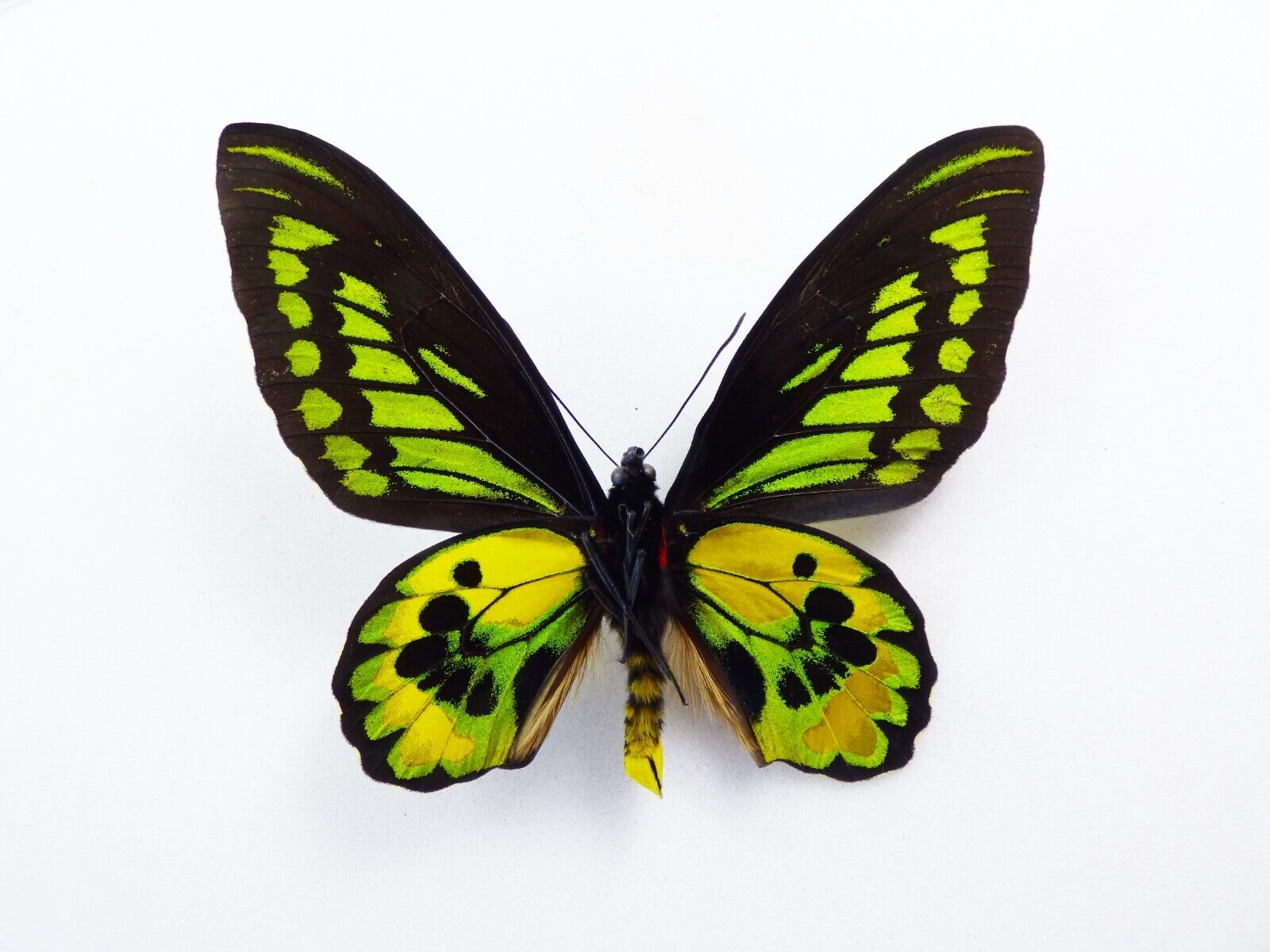 O.ROTHSCHILDI | ornithoptera.org