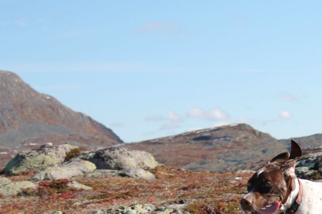 Junior og Freia på seks  måneder har hatt sine første selvstendige fuglekontakter og viser en fin utvikling.Dette kan bli moro utover vinteren!