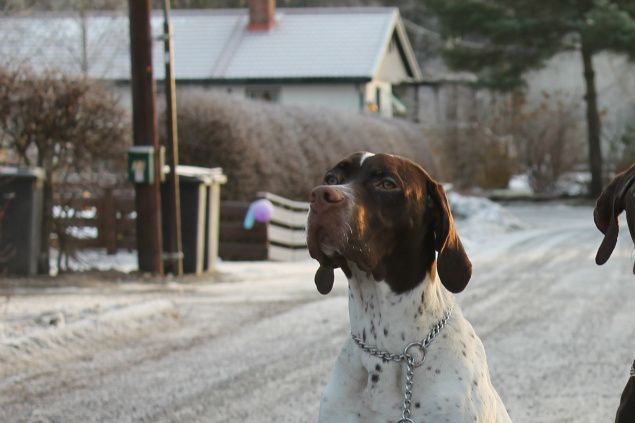Hyggelig med besøk av valpekjøpere! Junior og Freia fant raskt igjen tonen med Lilje som var blitt veldig flott. Artig å se at de vokser til. Hundene er nå blitt 9 måneder. Se flere bilder under valpemenyen.