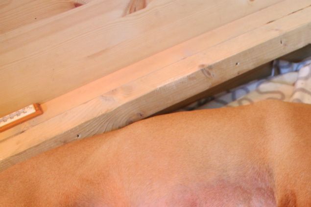 Valpene er en uke gamle og tar godt for seg i matfatet. De er blitt runde og fine, og det er rolig og fint i kassa. Se flere bilder under Valper 2014 til menyen til venstre