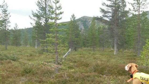 Flere fine turer på rypetaksering. God trening for bikkjene. Her er Foxy i stand, men ikke all verdens ryper å finne i år der vi var. Se flere bilder under mitt fotoalbum.