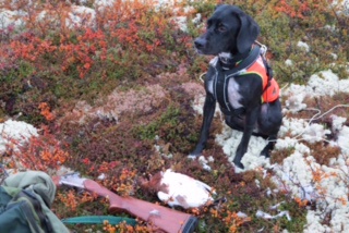 En flott 2. UK til Cera og Kristin Gjellestad på Hovden. Hunden gikk kjempegodt og hadde flott fuglarbeide, men noen små minuser gjorde at det mangla litt på førstepremien. Vi gratulerer Kristin og Erik! 