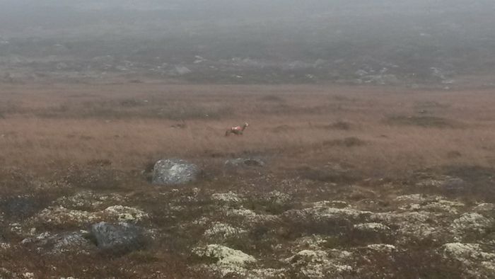 Foxy trakk an i stand, men fuglen letta før vi kom opp