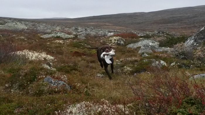 Ny dag, og Freia gjør jobben