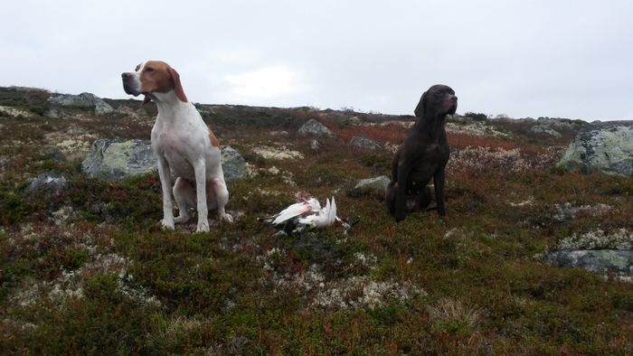 Koselig ettermiddagstur med kullsøster Lilje til Øystein Rønningen. Artig å se dem sammen