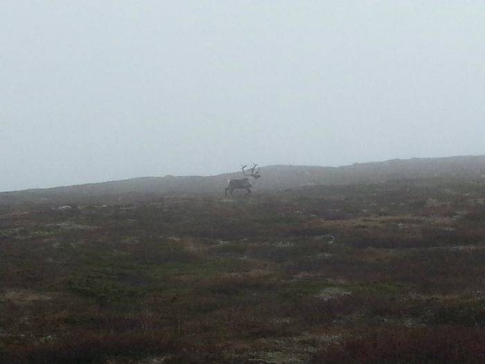 Mye rein i svenske fjell