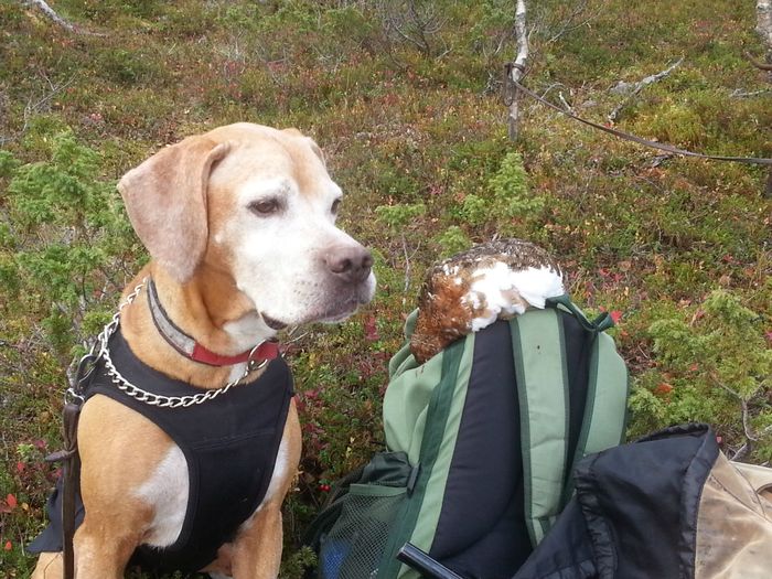 Så ble det fugl i sekken igjen