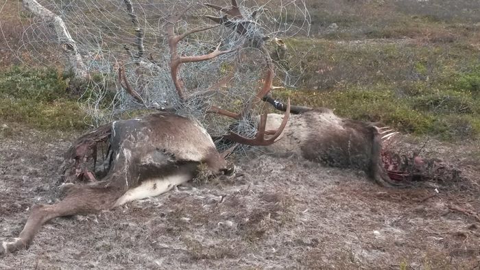 Ikke bare fint i svenske renbetesfjällän. Her er to flotte bukker som har endt sine dager ved å surre seg fast i gjerdenetting