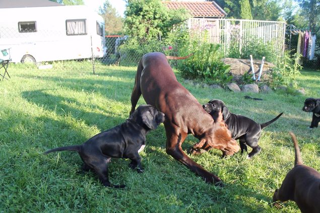 Hyggelig besøk hos veterinær i går bekreftet at Freia er drektig. Det var mange fosterblæer å se, så dette blir nok et fint kull. Freia og vi gleder oss. Her er hun i leik med sine halvsøstre for et par år siden. Følg med på nettsida vår. 