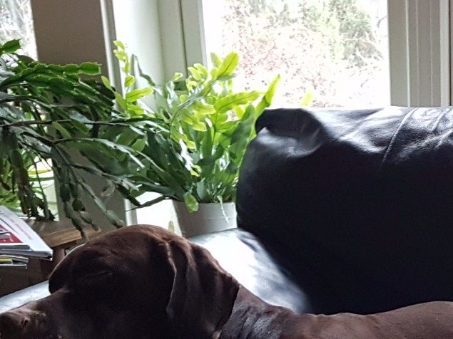 Tydelige tegn med økt bukomfang og jurutvikling seks og en halv uke på vei. Tror hun blir stor, sa veterinær da vi var på ultralyd..