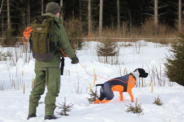 Valpene etter Freia og Prick er ett år og flere stilte på valpesamling med trening på båe due og rapphøns. Artig å se dem i fine standsituasjoner!