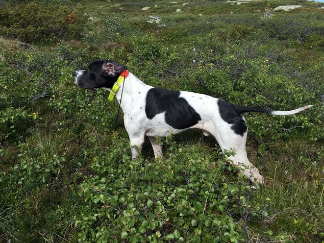 Da har vi gjort undersøkelser og bestemt oss for å parre Orremåsans Freia med Østagløttens Mattis til Helge Quarstein. Dette er en meget flott hannhund med flotte jaktprøveresultater både fra høyfjell og skog. Vi hører også fra flere at gemyttet er kjempefint og at han er lydløs i bil hus og i bånd. 