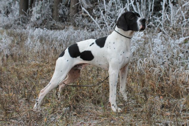 Freia hadde denne uka fint herrebesøk. Det ble flere gode parringer fra mandag 19.11. - lørdag 24.11. Vi krysser fingrene for at Freia tar seg. En meget tiltalende hannhund med flott gemytt og et herlig eksteriør. Han kvalifiserer nå også til å bli norsk jaktchampion. Eier venter på bekreftelse fra NKK.