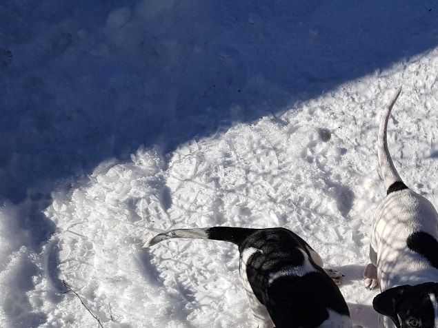 Fint utevær i snøen i helgen selv om en blir litt kald på labbene etter en stund! Vi bærer ut flere ganger om dagen sånn at de får gjort fra seg det meste ute. Ellers begynner leiken å bli ganske voldsom! i morgen er det dyrlege og helsesjekk!

Se flere bilder fra siste uka i menyen over.