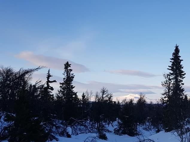 Vi har vært mye ute med bikkjene denne vinteren, både på fjellet og på skogen hjemme. Ronja har funnet mye fugl og apporten begynner å sitte. Vi hadde meldt henne på noen VK-starter nå i mars/april, men prøvene ble dessverre avlyst. Det har blit mye skogstrening, og bikkjene har funnet rugde langs jordekantene. Ungbikkja Saga har runda året og fått sans for både lavlandsfugl, skog og vinterfjellet. Hun har funnet sine første  ryper og vil nok bli stilt i UK til høsten hvis alt går som det skal. Se flere bilder under fotoalbum og vinteren 2020.