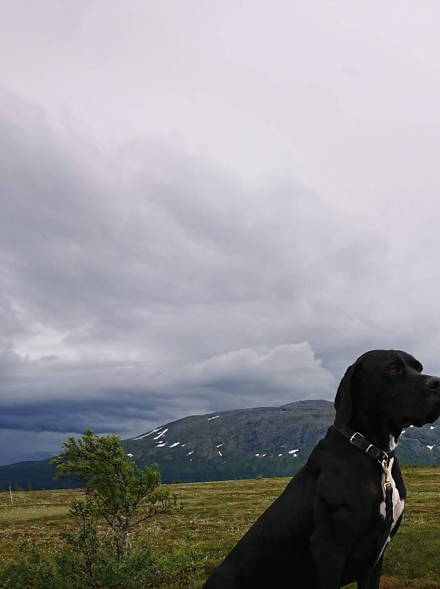Etter flere starter med gode kritikker lykkes Tibazt.Vi gratulerer Caroline og Andreas med 2. UKL både på høyfjell og skog. Vi  ønsker lykke til videre!