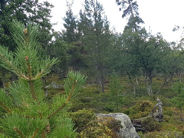 Ronja i stand på rypekull som lå spredt foran henne
