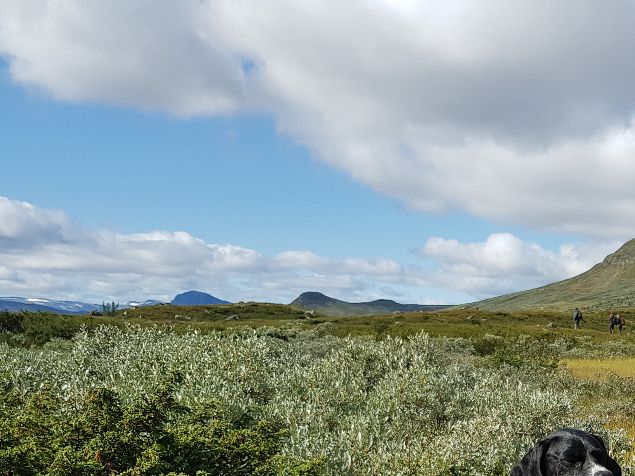 Flotte resultater på Orremåsans Fjelldokka (Prick-Orremåsans Freia) i sommer. 3. AK apport og to 1.AK apport. På Bygdinprøva stilte de en dag. Beste søker på partiet, fint fuglearbeid der dommeren ikke så reisen. Komplett rolig i oppflukt og skudd. Det ble en flott 2. AK. Søk til høyeste premie. Vi bøyer oss i støvet og heier videre på denne ekvipasjen!