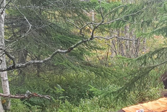 Fine dager på jakt både på fjellet og i skogen, men ujevnt med fugl der vi har vært. Likevel mange fine situasjoner for bikkjene, noen fugler i sekken og flotte turer i fjell og skog. Vi fortsetter til helga.