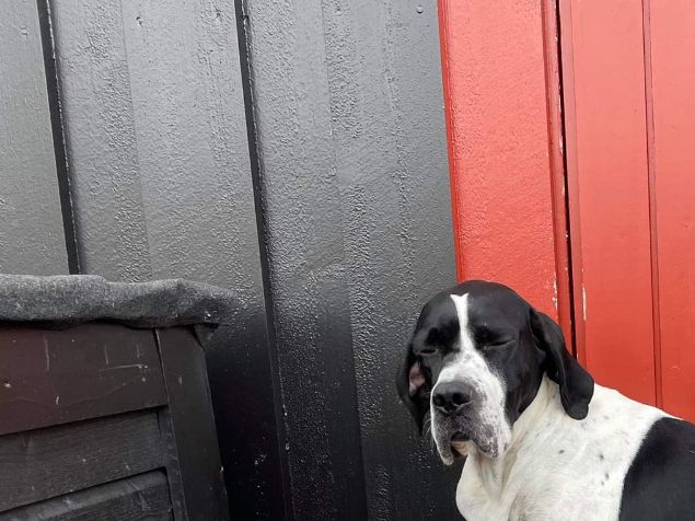 Flotte bilder fra Eivind og Jeger som har hatt en fin høst på skogsfugljakt i år  Her er en fornøyd kar etter en vellykka jaktdag i september