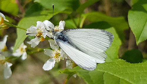 Dyr 20190507_135328