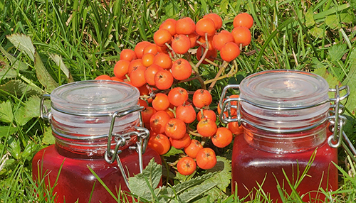 20230830_124651 Rognebærgele