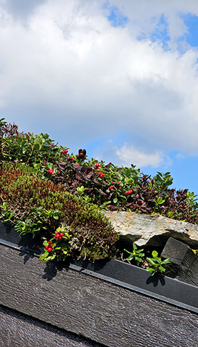 20230909_135203 Tyttebær