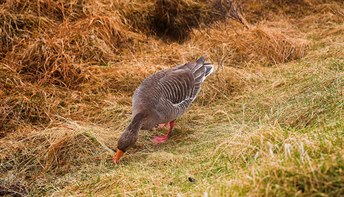 _MG_0543_230515 Pingvellir