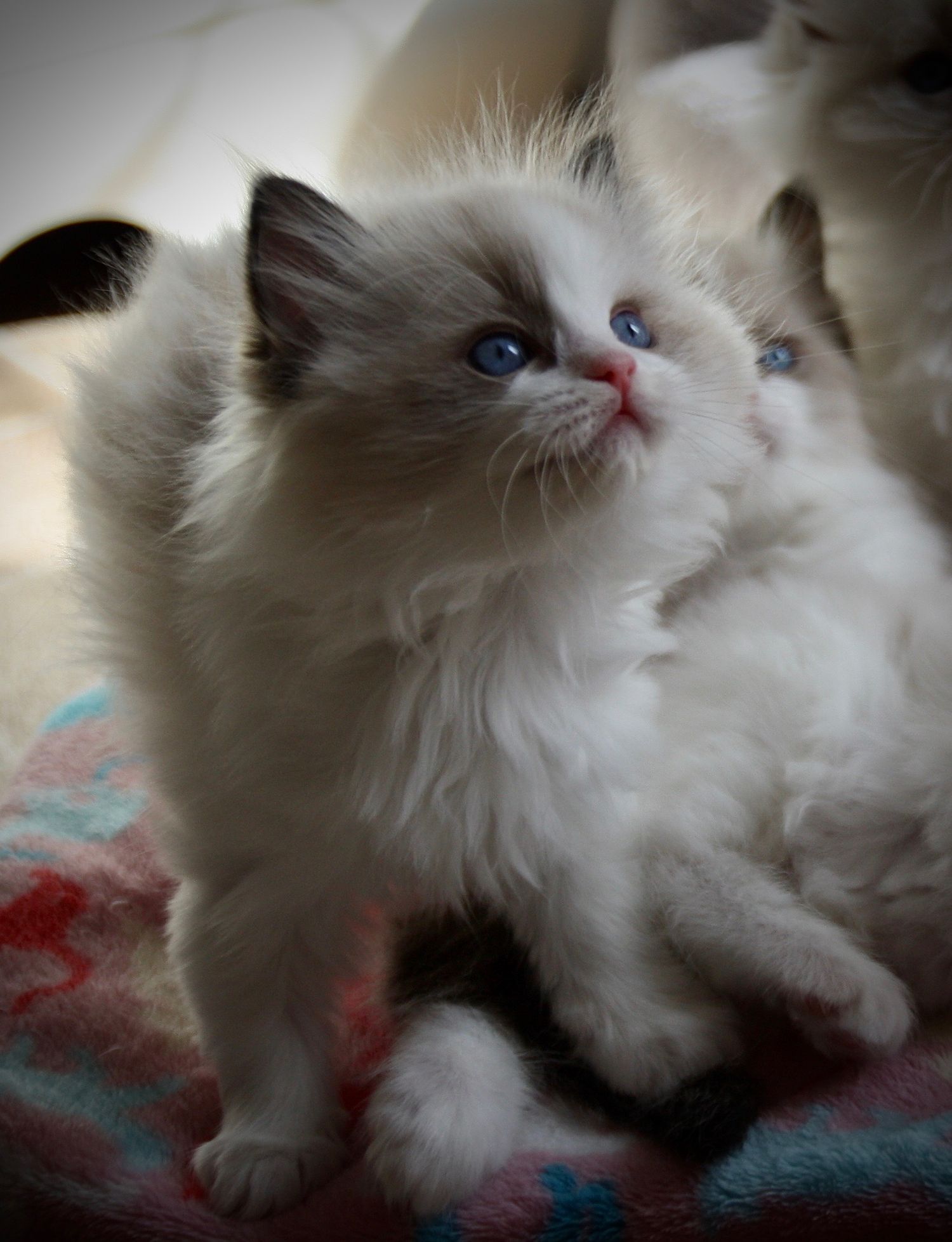 Quality Ragdoll ♥ Our Ragdoll Kittens | OsoChic Ragdolls. osochicragdolls.co.uk