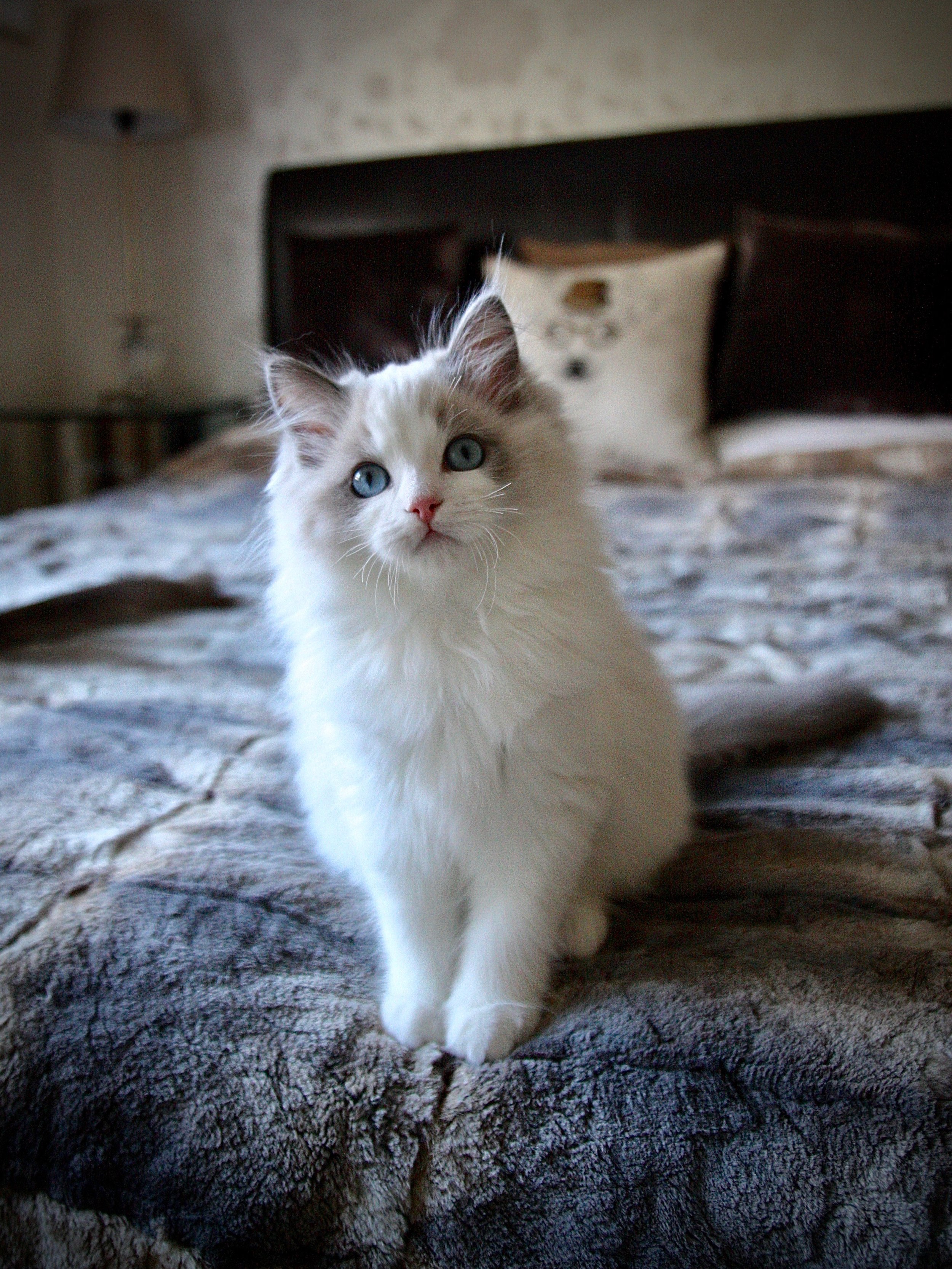 Quality Ragdoll ♥ Our Ragdoll Kittens | OsoChic Ragdolls. osochicragdolls.co.uk