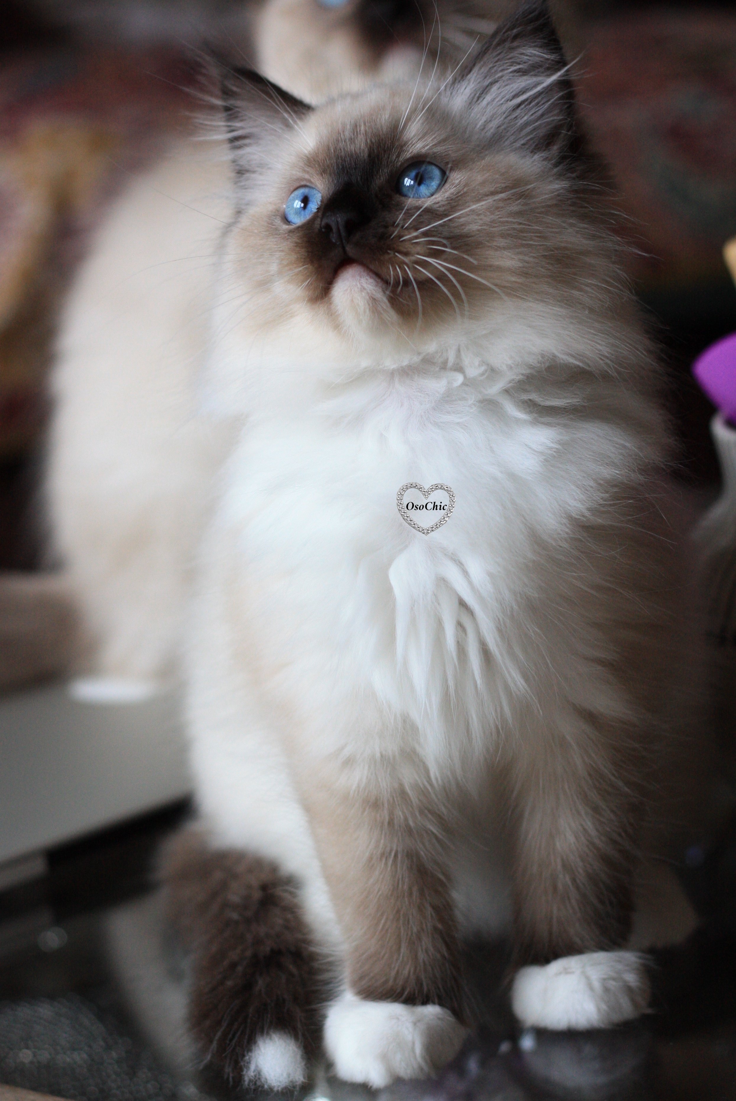Quality Ragdoll ♥ Our Ragdoll Kittens | OsoChic Ragdolls. osochicragdolls.co.uk