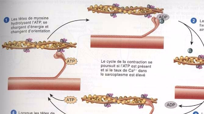 Physio de la  contraction musculaire