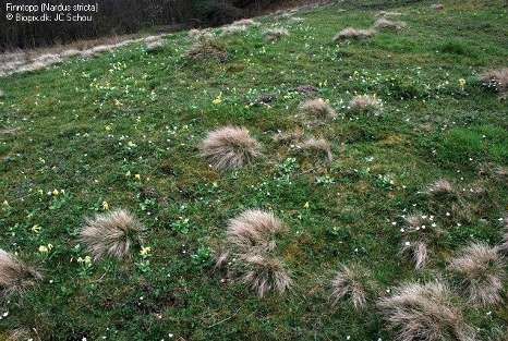 Ferdig blomstret Finntopp/finnskjegg