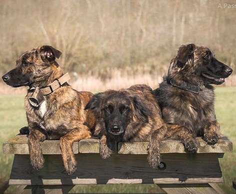 Photo élevage Di Pietre Bianche Photo élevage Di Pietre Bianche