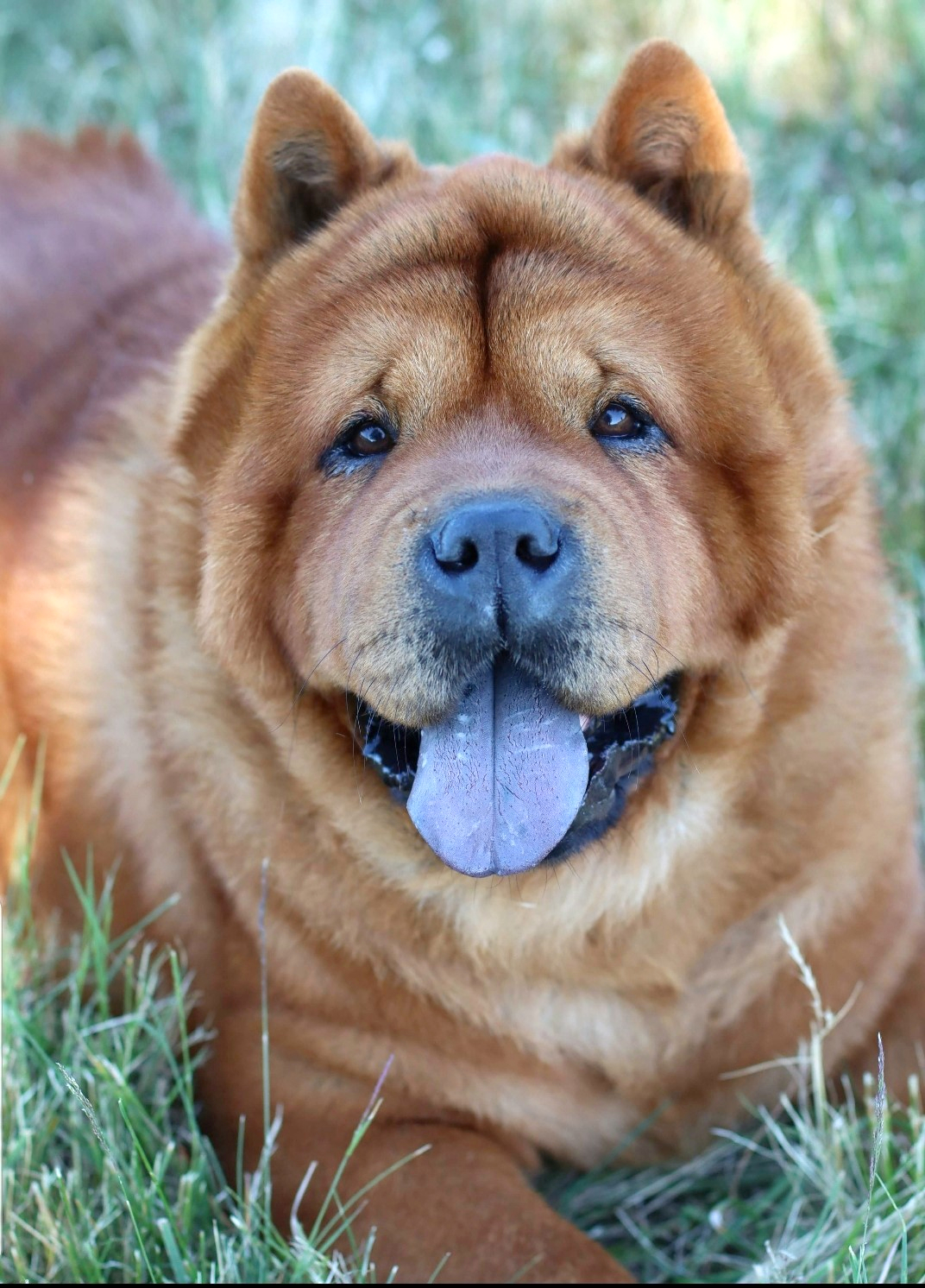 Mon chow-chow à basse température