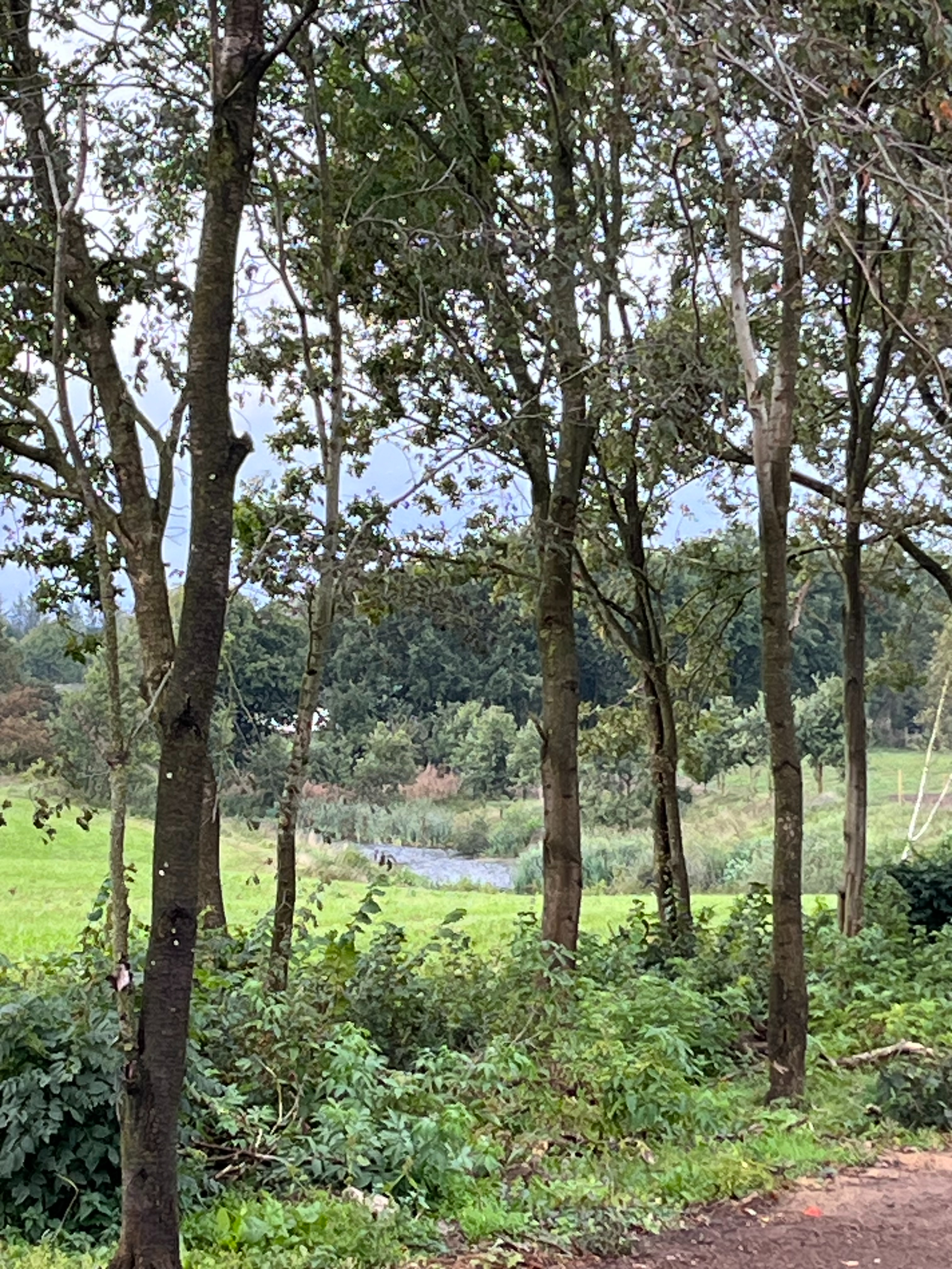 Nysået græs - 150923