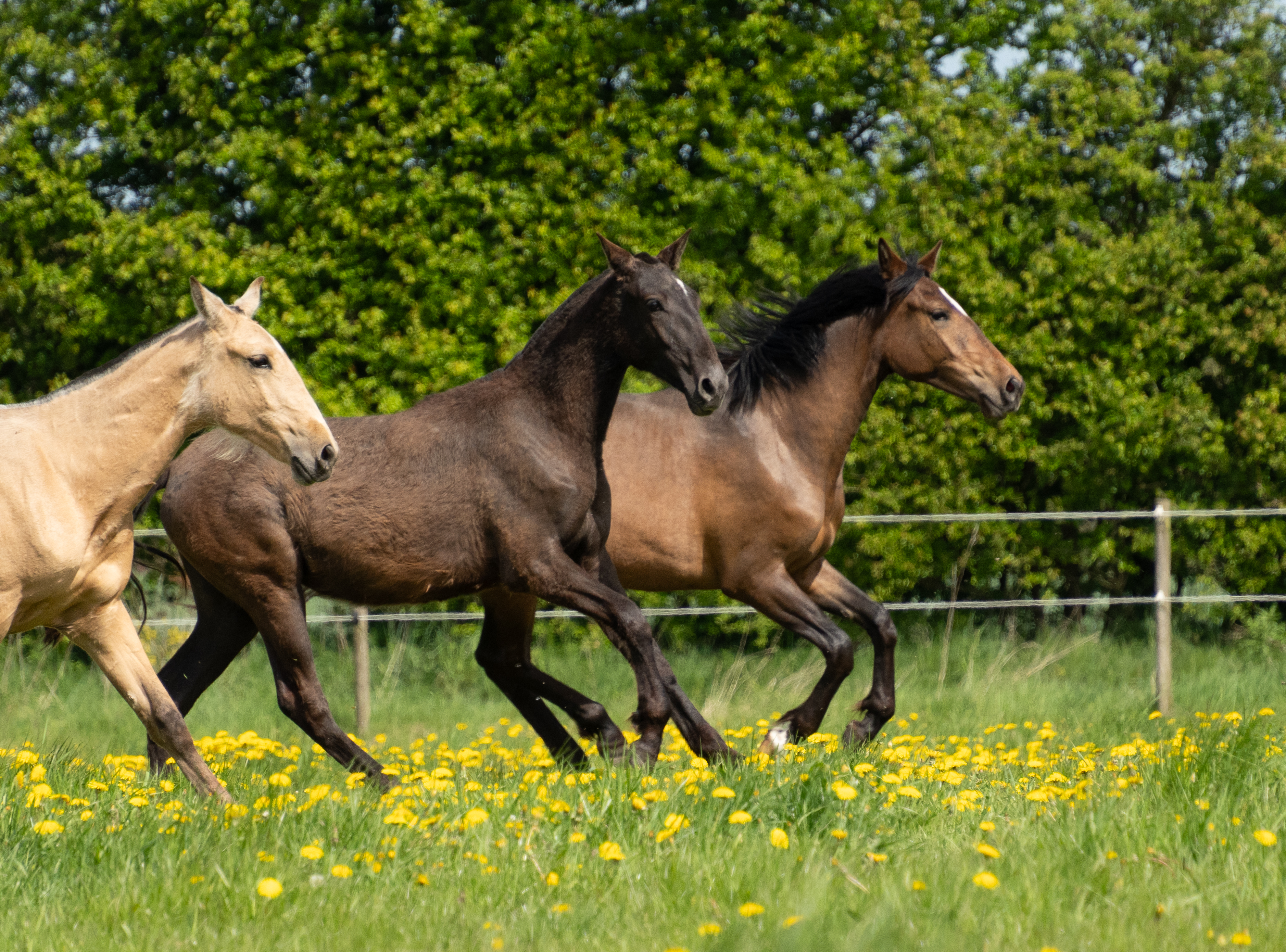 UVITA V UMAYA TERCEIRA