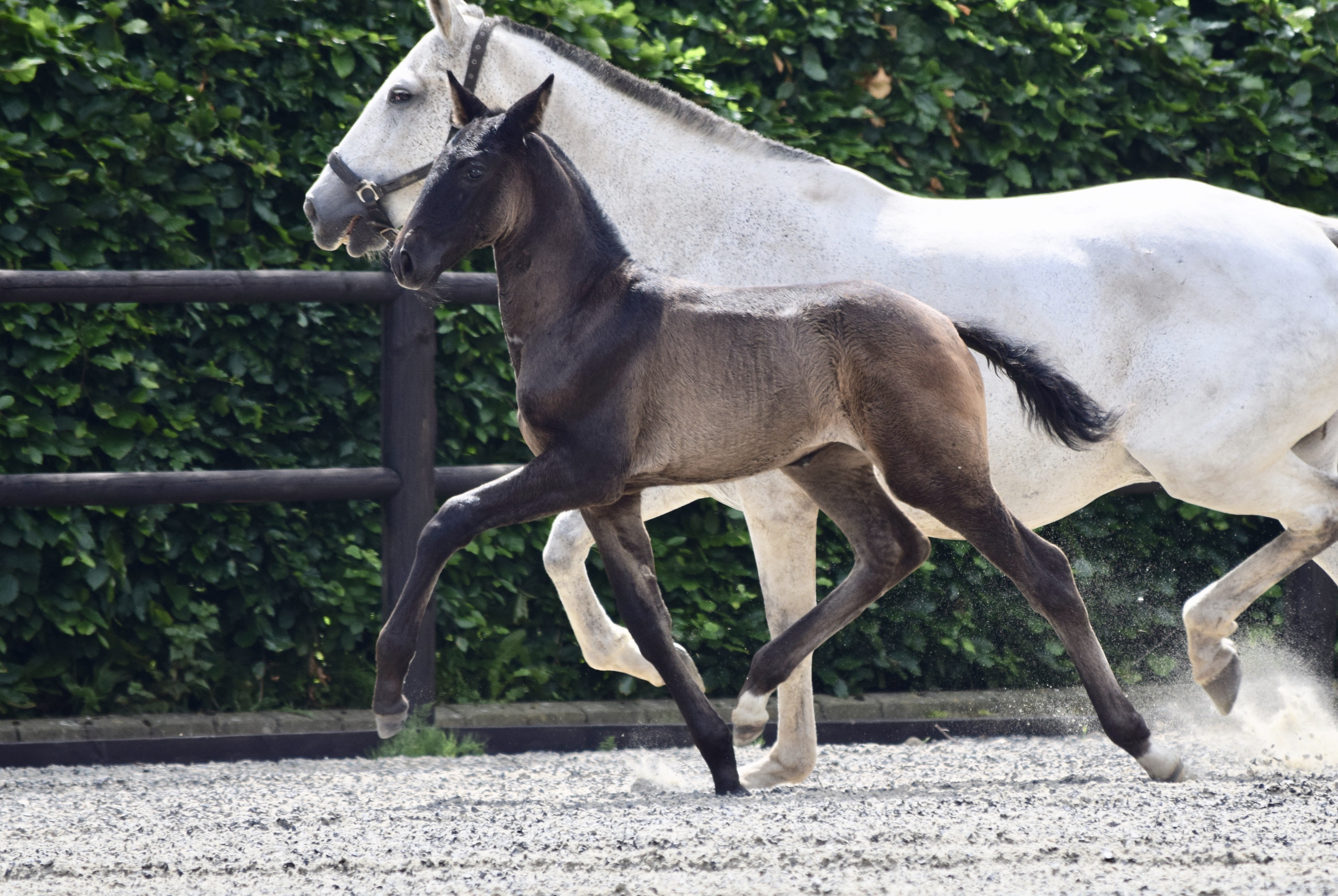 Sintra CDR - Not Available 