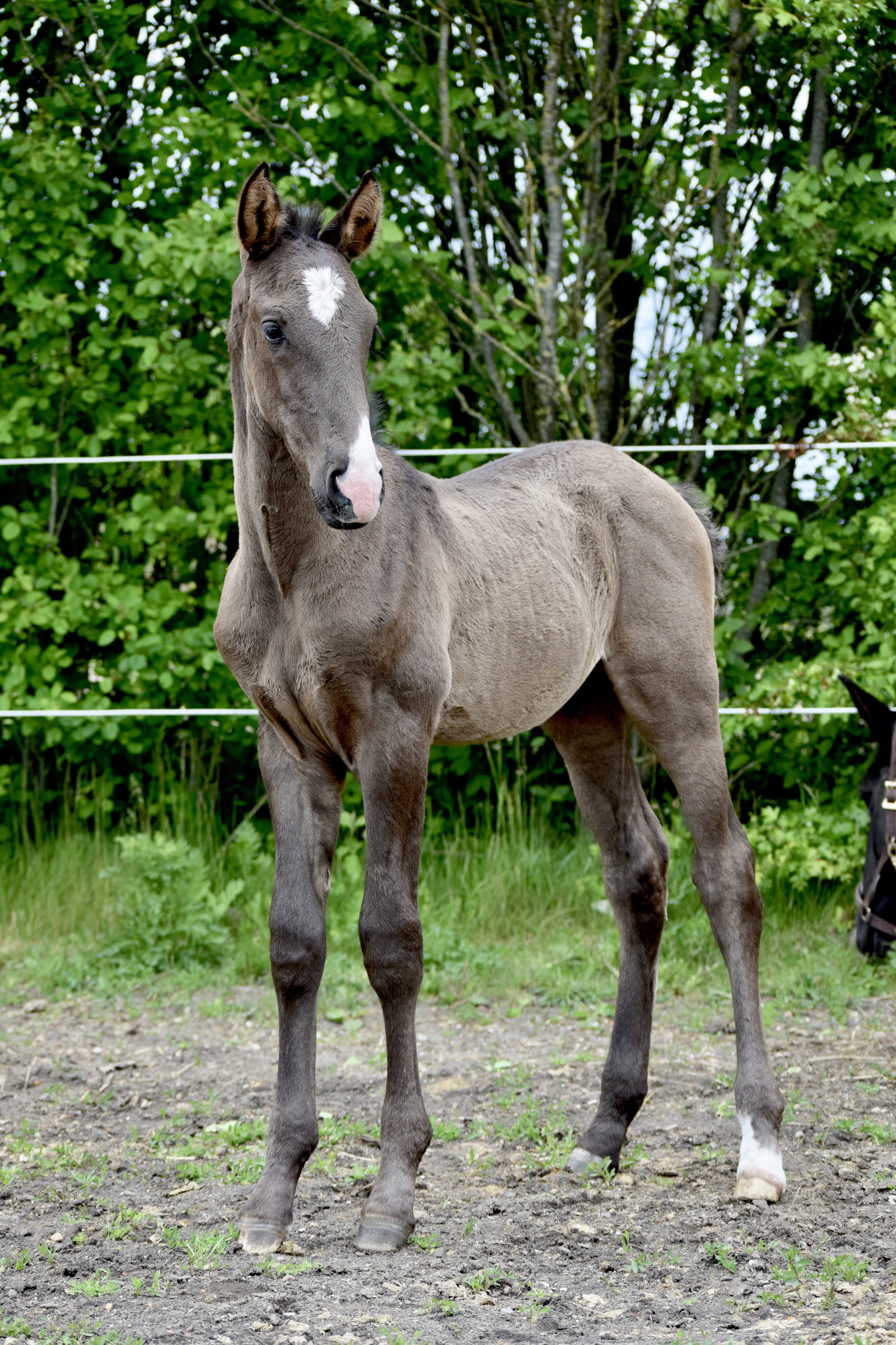 Salvador CDR - Not Available