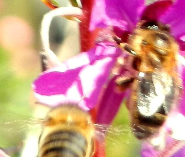 Bier i arbeid på geitrams, som blomstrer fra ca. 20 juli til 20 august, dvs. omtrent samtidig med røsslyng, og i honningen fra Sele er det mye geitrams, som gir en mildere smak enn ren røsslyng. 