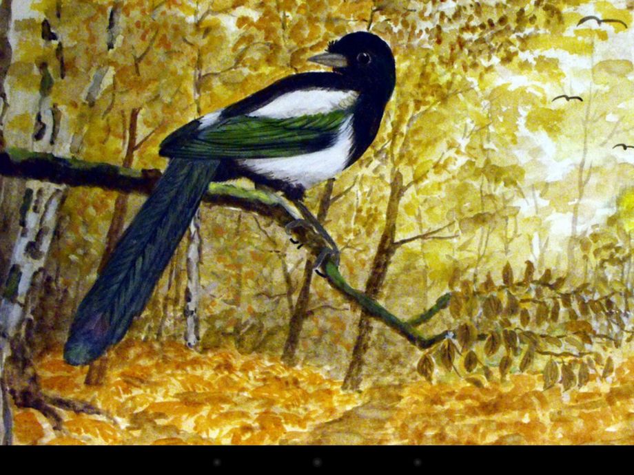 magpie,gouache