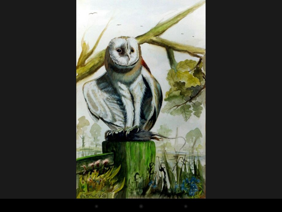 barn owl,gouache
