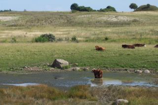 Hedeland - Vestegnens kunstige naturlandskab
