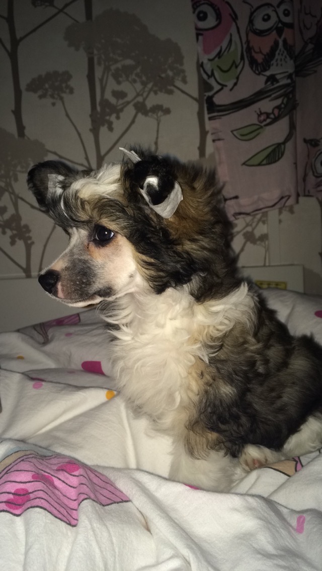 Ella som fixar öronen