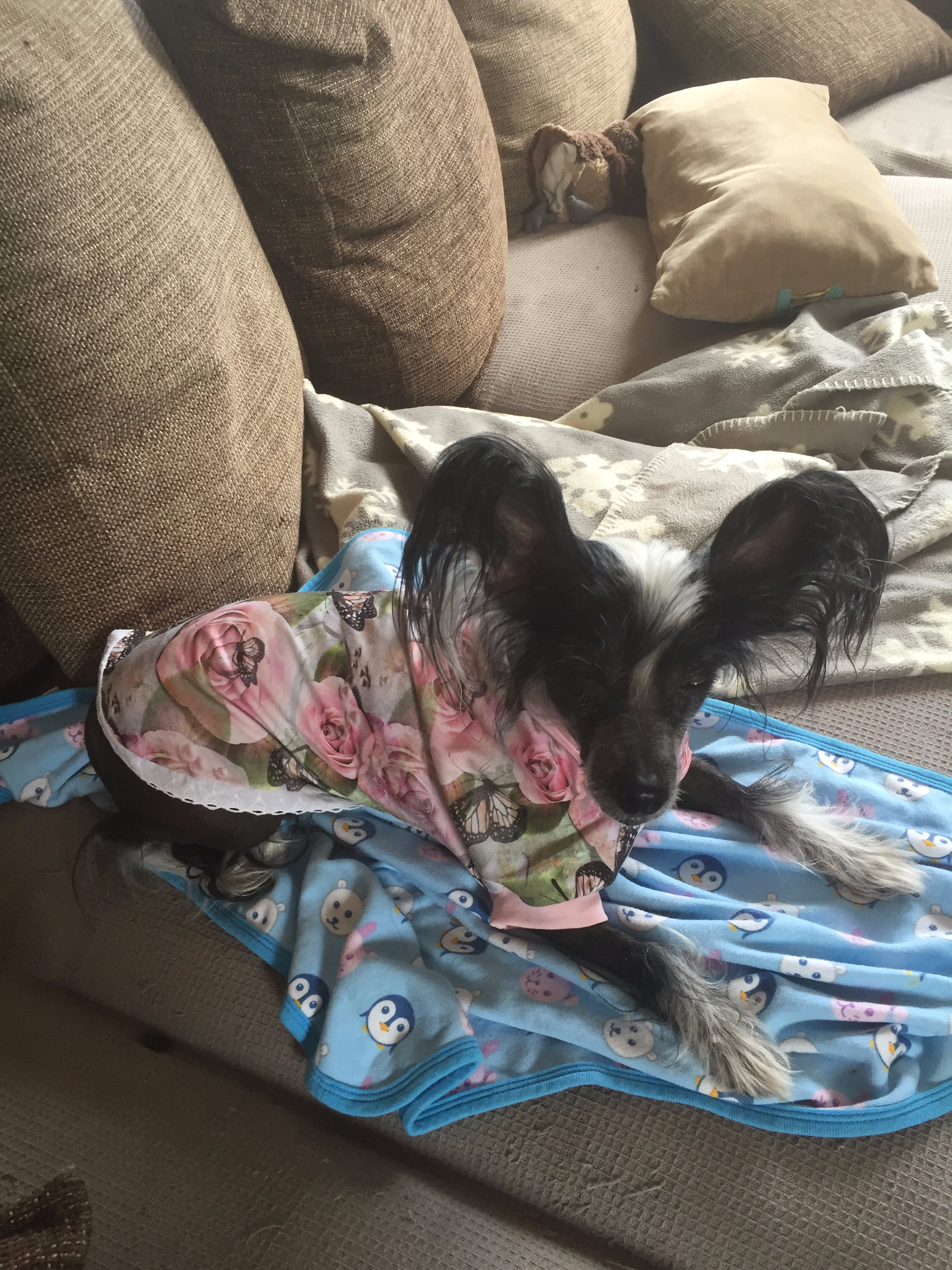 Blackie i sommarklänning