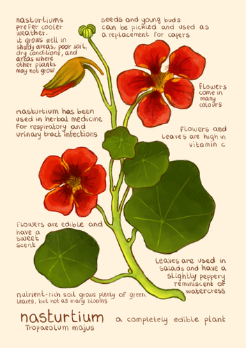 nasturtium
