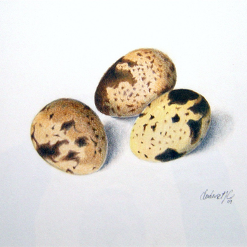 Oeufs de cailles