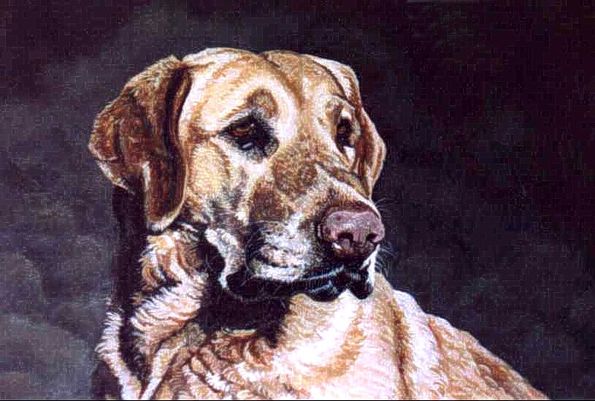 Labrador