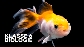 Klasse 6 Biologie