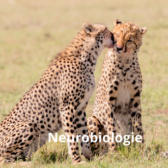 Neurobiologie